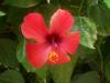 Red flower by Tim Hgele